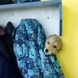 ВИДЕО - Учитель, которая выгнала мальчика с щенком, получила выговор