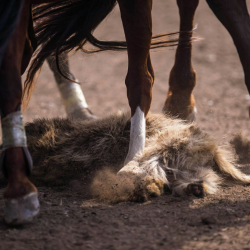 Баткенде оюн учурунда жараат алган улакчы каза болду
