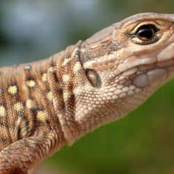 ФОТО - В зоне между Северной и Южной Кореей обнаружили редкие виды животных