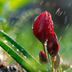 Жамгыр жаайт. 8-мартта күтүлгөн аба ырайы