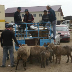 Кыргызстанда талапка жооп бербеген 11 мал базар жабылды