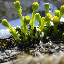 +22. 15-мартка карата аба ырайы