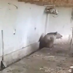 Жергиликтүү бийликтин буйругу менен Кызыл китептеги күрөң аюу атылды