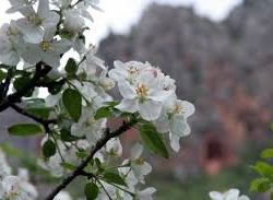 11-апрелге карата аба ырайы