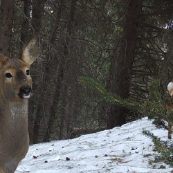 ВИДЕО - Чоң-Кеминде фотокылтакка түшкөн жапайы жаныбарлардын видеосу