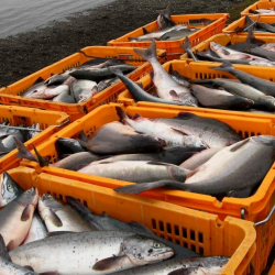 В Кыргызстане экспортеров рыбы лишили лицензии на ввоз рыбы в Россию