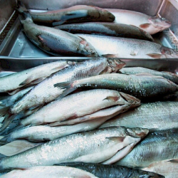 Кыргызстандын эки ишканасы эми Россияга балык экспорттой алат