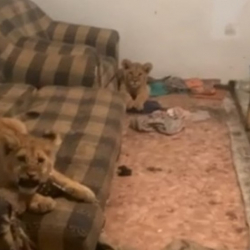 ВИДЕО - Житель Алматинской области содержал в доме двух 5-месячных львят
