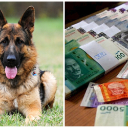 Жаза аткаруу кызматы 9 млн сомго итке тамак сатып алат...