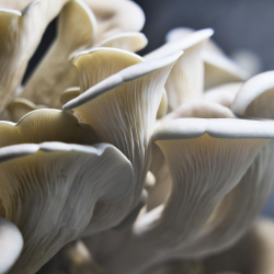 ФОТО - Российские ученые разработали проект грибной фермы на Луне