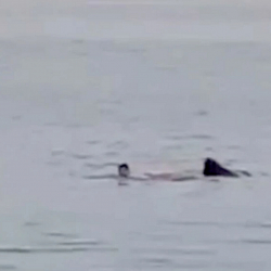 ВИДЕО - Орус жараны акулага жем болду