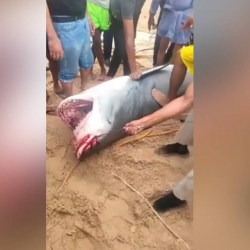 Акулага жем болгон орус жараны. Каргашалуу окуянын себеби айтылды