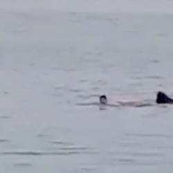 ВИДЕО - Египетская акула-людоед: Судмедэксперты рассказали подробности