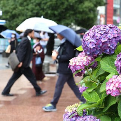 Японская экономика потеряла миллиарды из-за весенней аллергии жителей