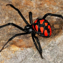 Бишкекте кара курт менен жыландан жабыркагандар ооруканага түшүп жатат