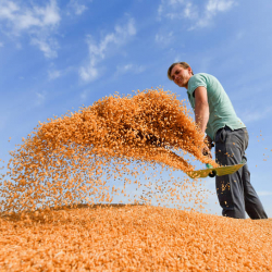 Кыргызстан удвоил импорт пшеницы из России