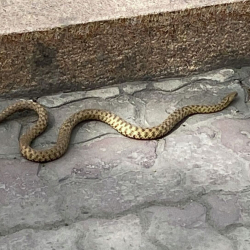 9 жашар бала жылан чагып каза болду