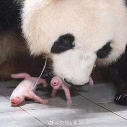 ФОТО - Детеныши-близнецы большой панды родились в зоопарке города Йонъин - CCTV
