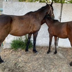 СҮРӨТ - Чүйдө мал уурдаган жарандар кармалды