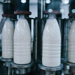 Кыргызстан жыл башынан бери кайсы өлкөлөргө сүт экспорттоду?