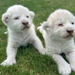 Крымдагы зоопаркта ак арстандар туулду