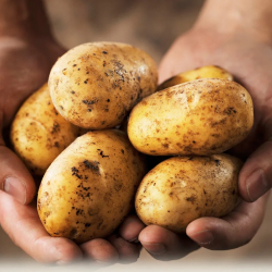 Самаркандда 2,2 килограммдык алп картошка өстүрүлүп жатат