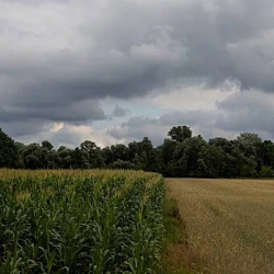 Польша беш мигрантты күч менен Белоруссияга кууп жиберди