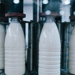 Кыргызстанда 6 ай ичинде 816,6 миң тонна сүт өндүрүлдү