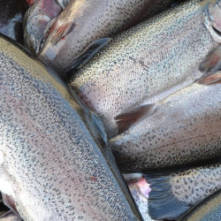 Быйыл 6 айда Кыргызстан эки өлкөгө 1,9 млн кг балык экспорттоду