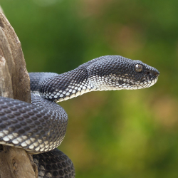 Ысык-Көлдө аскер кызматкерин жылан чагып алып, ал ооруканага түштү