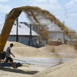 Япония в июле 2023 года нарастила импорт зерновых из России на 5680%