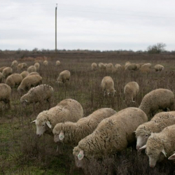 Таласта Казакстанга өтүп кетен 132 баш кой-эчки ээлерине кайтарылды