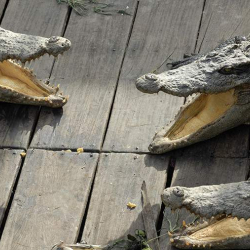 Кытайда 70тен ашык крокодил боштондукка чыгып кеткен