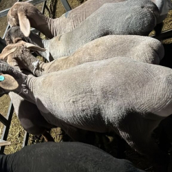 Италия предоставит 100 пастухам из Кыргызстана работу в Сардинии