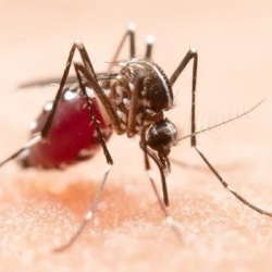 Бангладеште безгек оорусунан 1000ге жакын адам каза болду