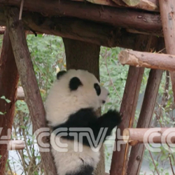 CCTV+: Кытайдын бардык булуң-бурчунан туристтер эки күндүк майрамдарда пандаларды көрүү үчүн агылып келишти