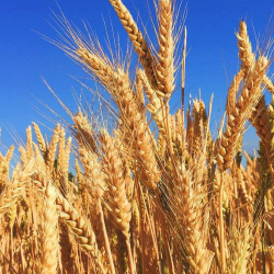 Россия может ввести запрет на экспорт твердой пшеницы