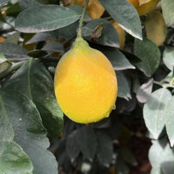 Тажикстанда быйыл лимон көп жыйналып, баасы да жогору болууда