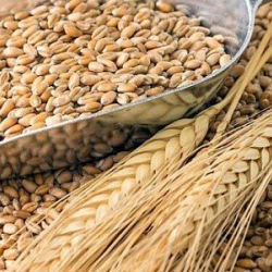 Кыргызстан буудай менен унду кайсы өлкөлөрдөн сатып алат? Тизме