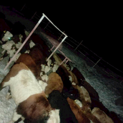 Казакстандан Кыргызстанга 50 баш бодо малды мыйзамсыз алып өтүү аракети токтотулду