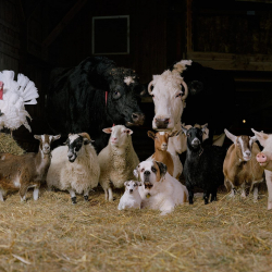 Ветеринардык кызмат: Кыргызстанда өлгөн малдын этин сатуу фактылары аныкталды