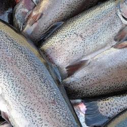 Кыргызстанда 2023-жылы 33,6 миң тонна товардык балык өндүрүлгөн