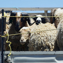 Кыргызстан январда 13 миңден ашык баш мал экспорттогон