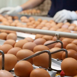 Кыргызстандан экспорттолгон жумуртканын көлөмү 440 эсеге азайды