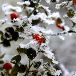 12-мартка карата аба ырайы