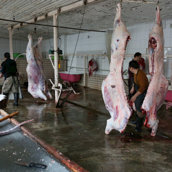 Кыргызстанда санитардык нормалары сакталбаган 20 касапкана жабылды