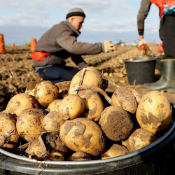 Айыл чарба министрлиги Өзбекстан жана Кытайга картошка экспортун көбөйтөт