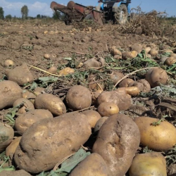 2023-жылы Кыргызстан 42,2 миң тонна картошка экспорттогон