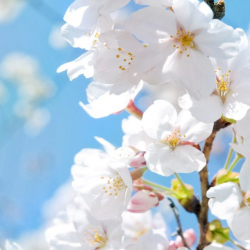 5-майга карата аба ырайы