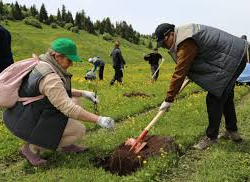 Кумтөр Каркырага 332 миң көчөт отургузду